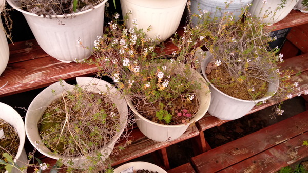 2025年05月16日、17時27分09秒