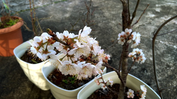 2025年03月25日、16時52分22秒