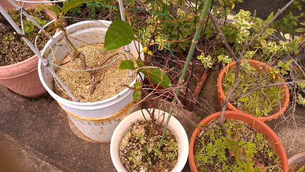 2025年07月10日、11時27分25秒