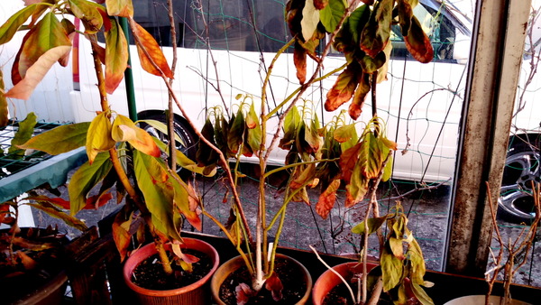 2025年02月05日、17時06分52秒