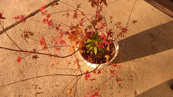 2025年11月15日、15時48分37秒