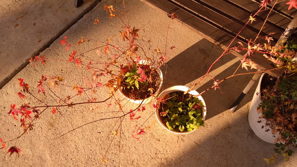 2025年11月15日、15時38分23秒