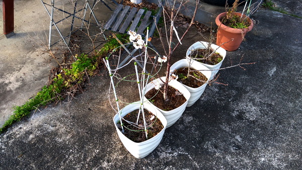 2025年03月25日、16時52分04秒