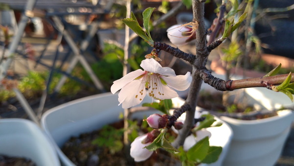 2025年04月07日、17時12分57秒