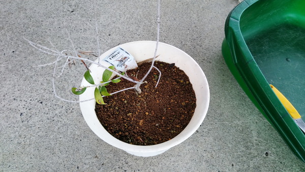 2024年07月11日、15時15分47秒