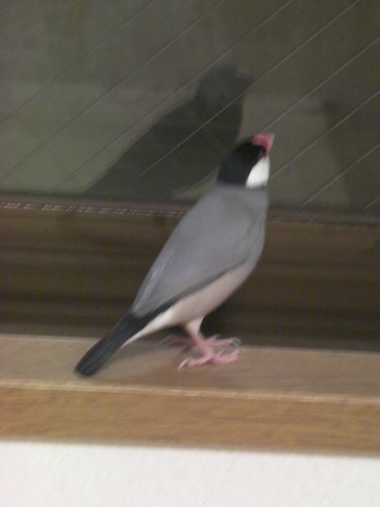 文鳥を飼って４ヵ月 文鳥を飼うことにした