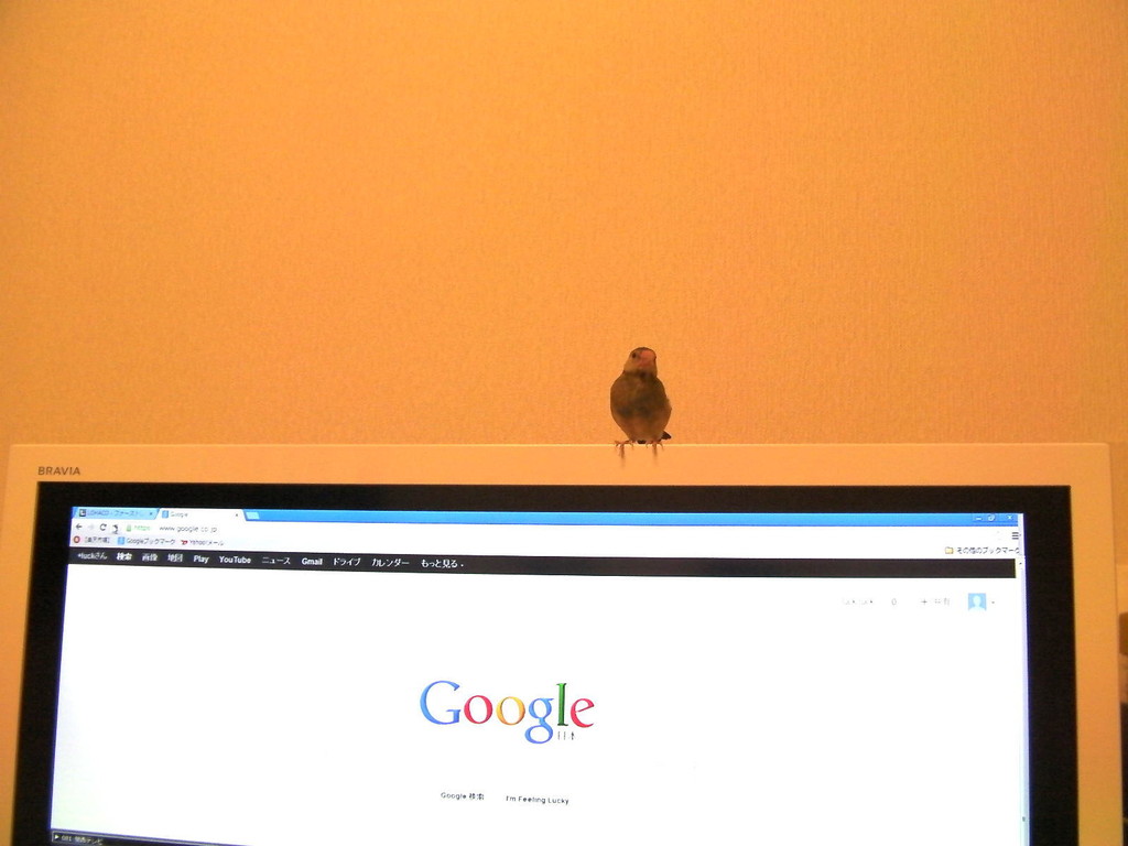 テレビの止まり木化 文鳥を飼うことにした テレビの止まり木化 文鳥を飼うことにした