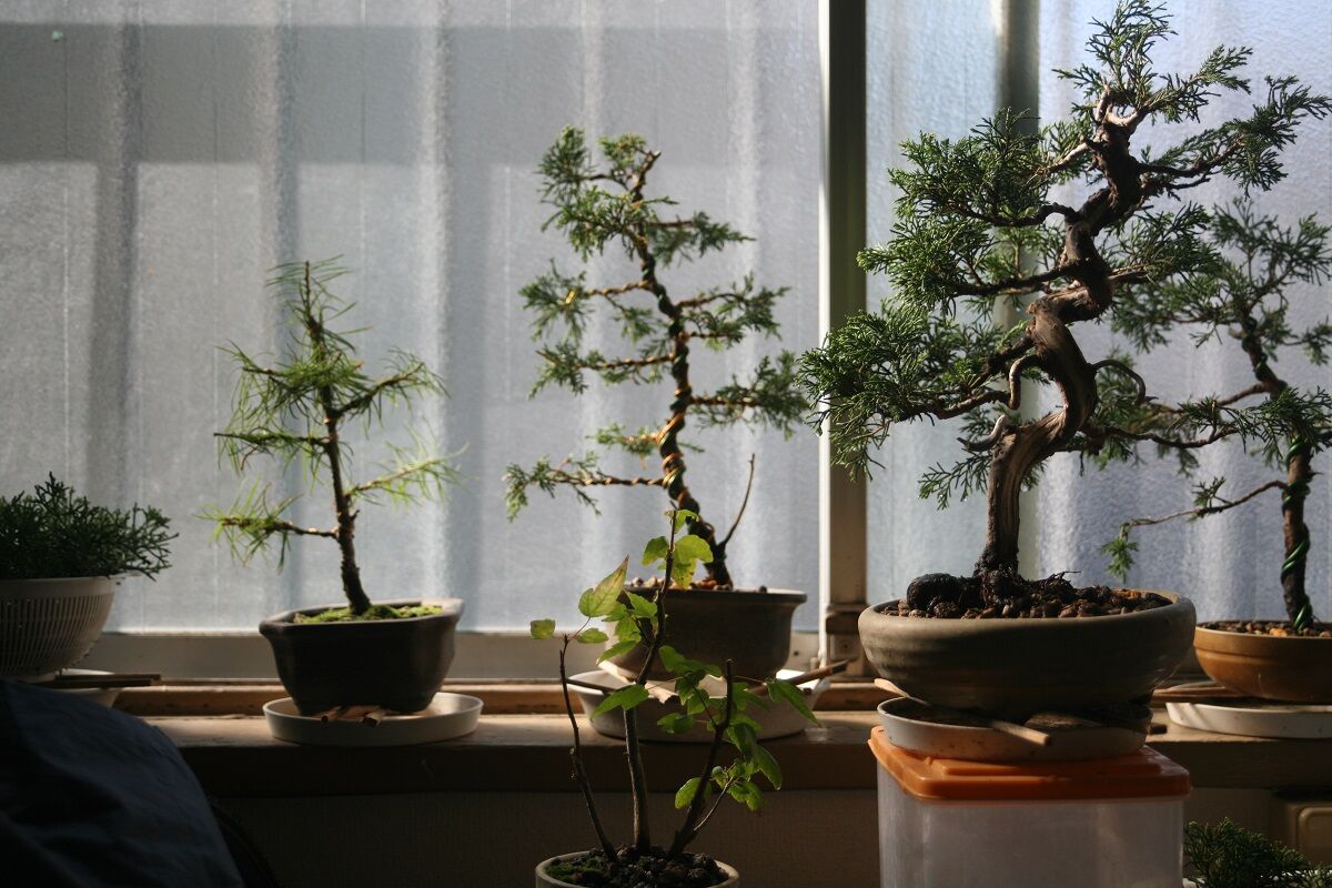 文人調の真柏を購入 #2【盆栽】 : 雨にも負けず想うこと