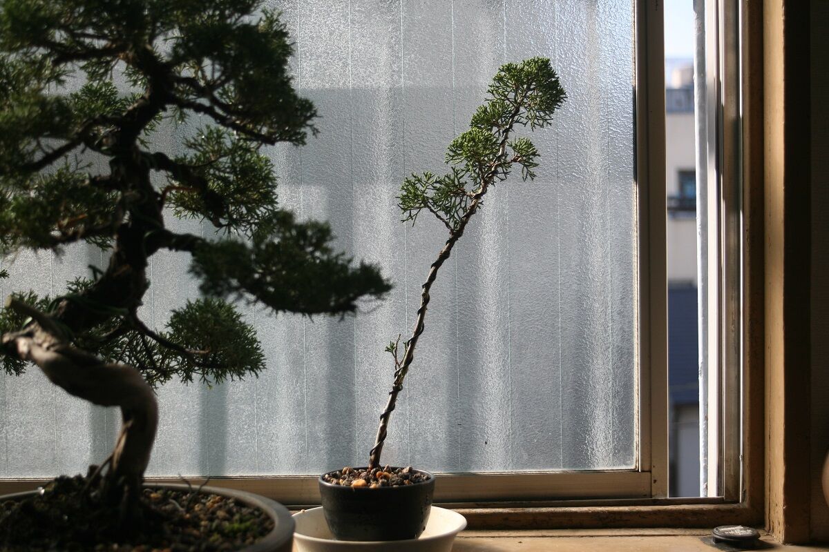 文人調の真柏を購入 #2【盆栽】 : 雨にも負けず想うこと