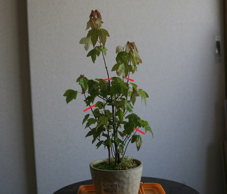 唐楓 盆栽 寄せ植え 根鉢 樹齢60年以上 唐楓 盆栽 寄せ植え 根鉢 樹齢