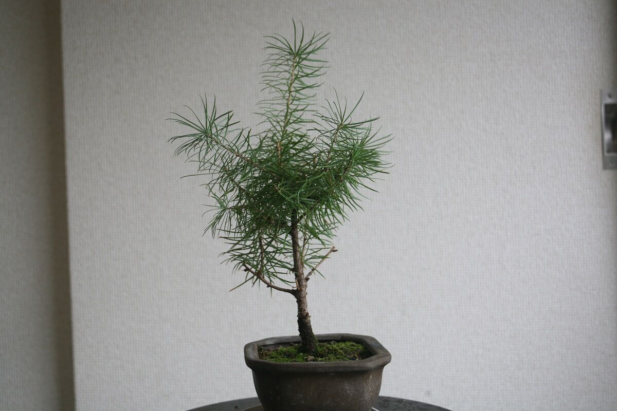 文人調の真柏を購入 #2【盆栽】 : 雨にも負けず想うこと