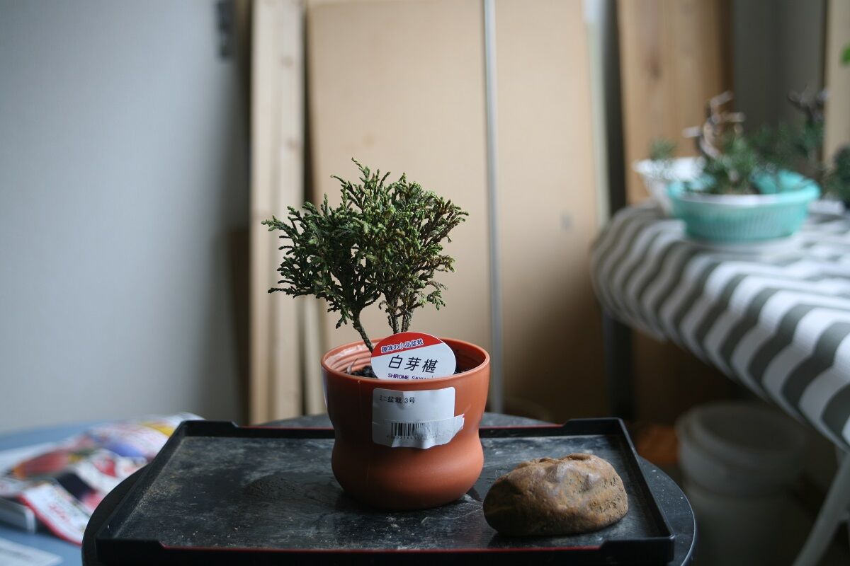 白芽椹（サワラ）【盆栽】 : 雨にも負けず想うこと