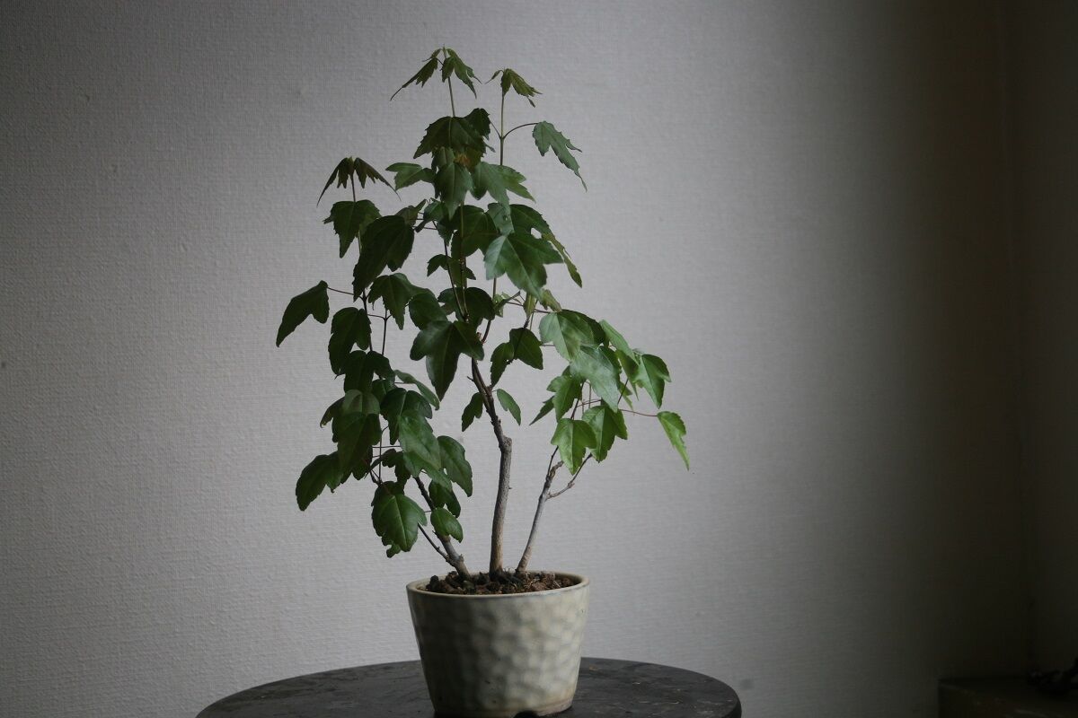 文人調の真柏を購入 #2【盆栽】 : 雨にも負けず想うこと