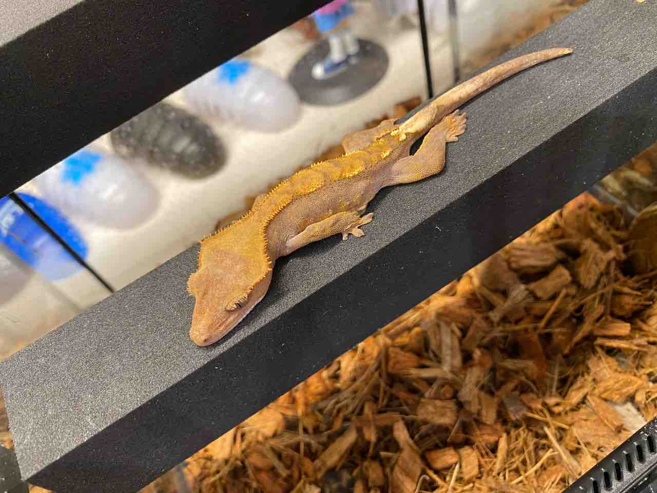 クレス棒 : LUCK UP Reptiles