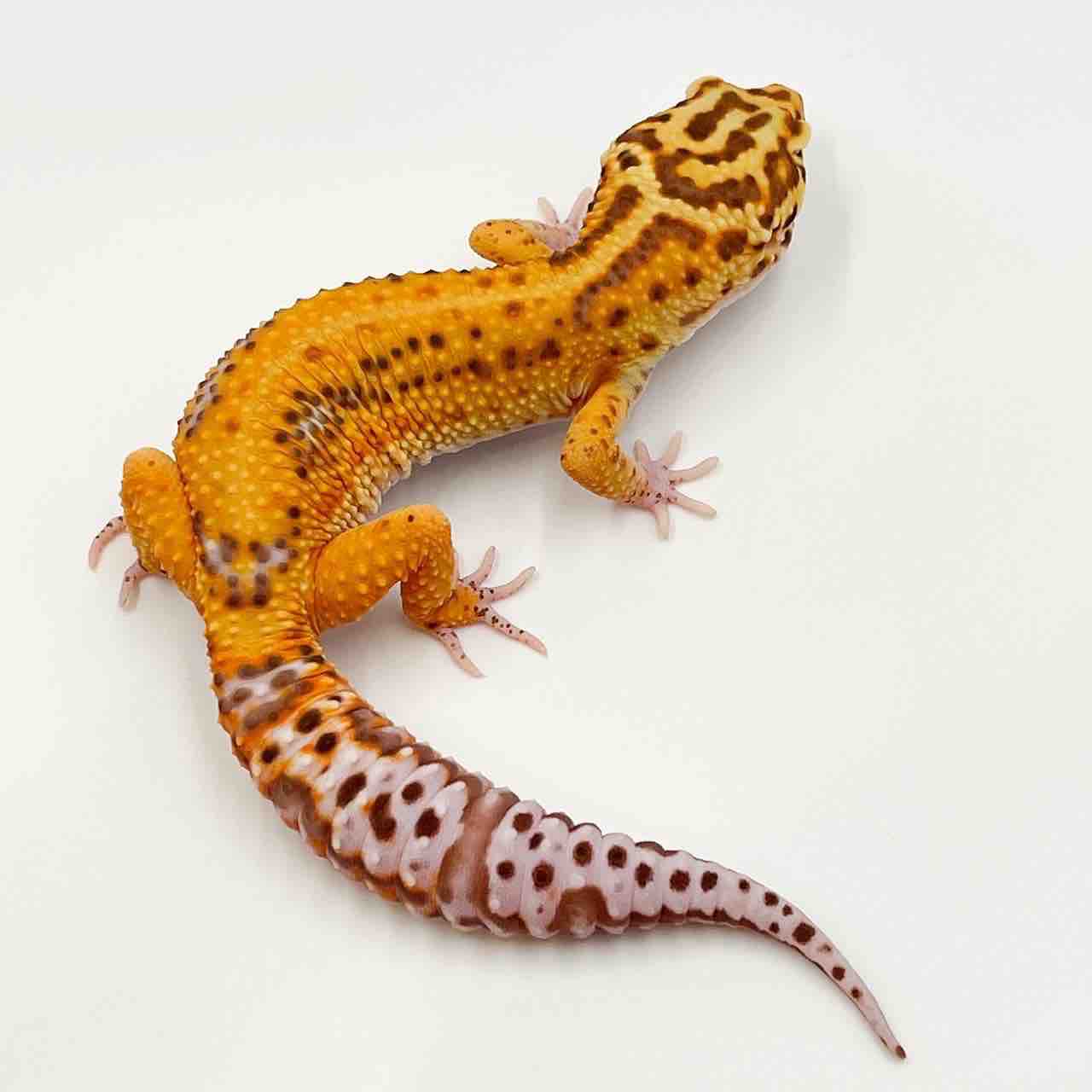 ヒョウモントカゲモドキ在庫リスト : LUCK UP Reptiles