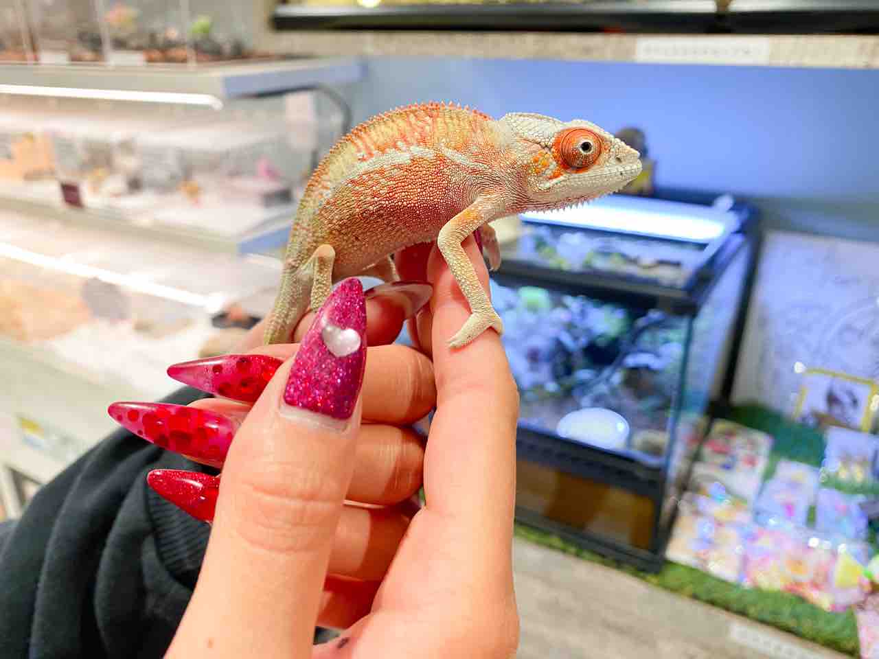 クレス棒 : LUCK UP Reptiles