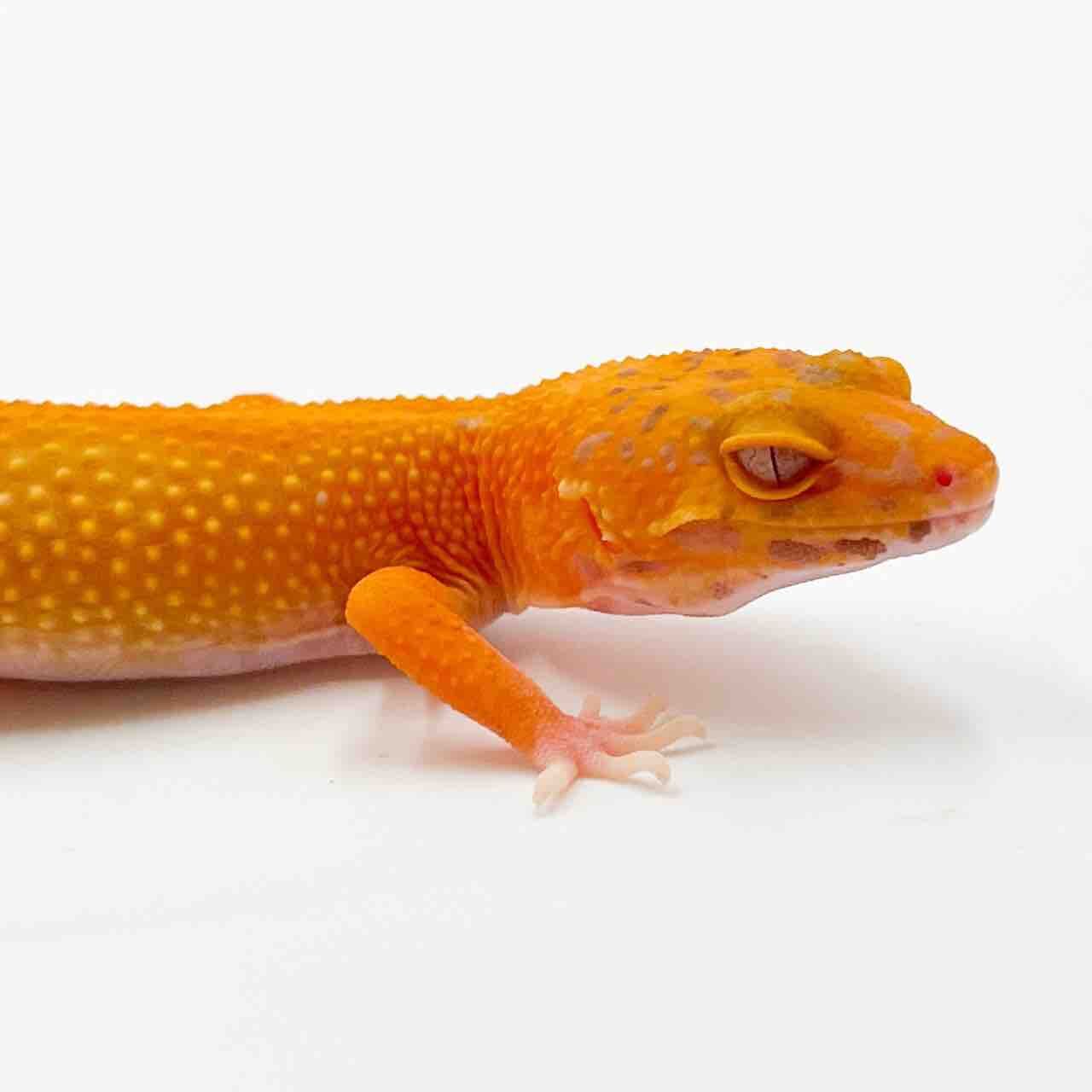素晴らしい価格 : 新入荷どどーん！！ LUCK Reptiles UP アクセサリー