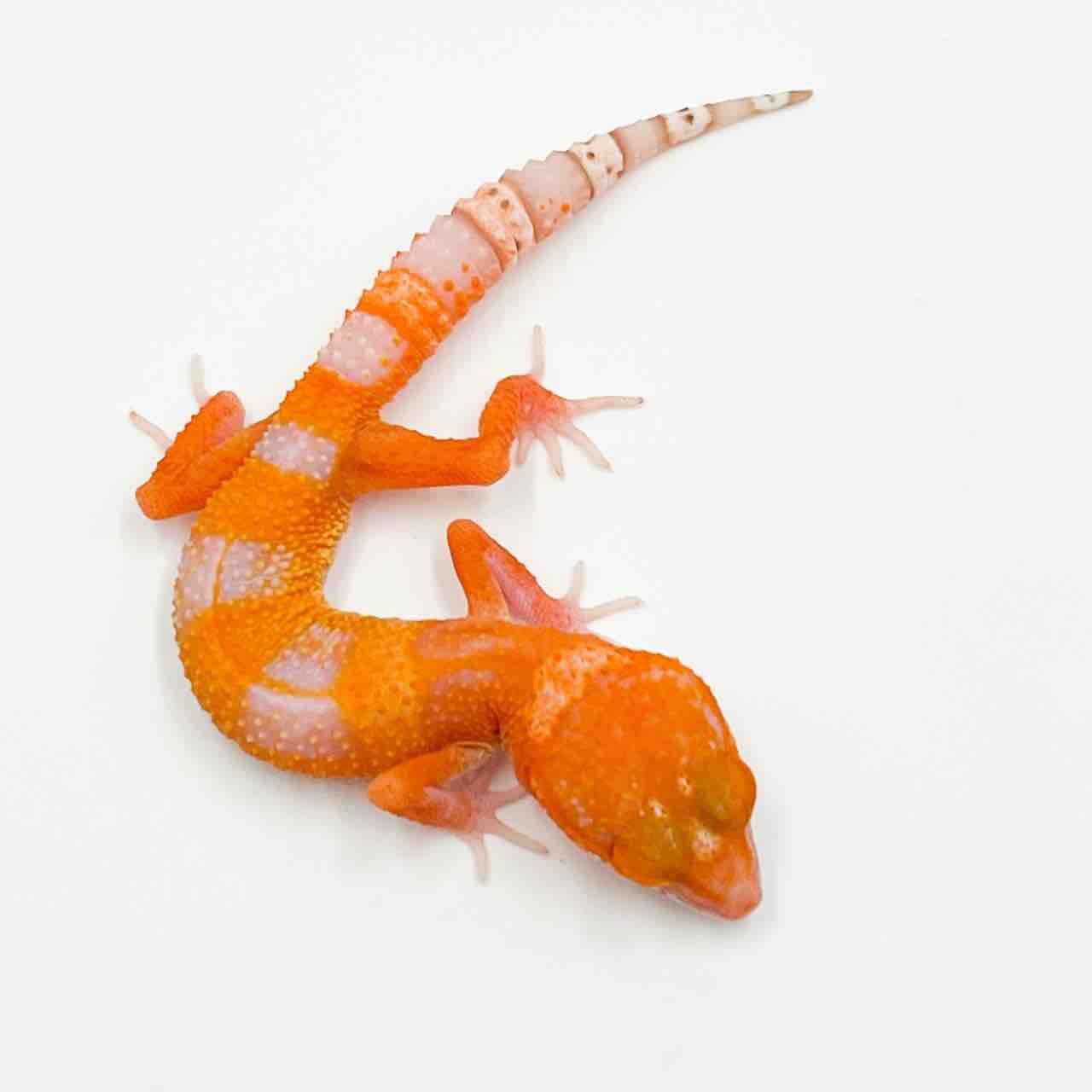 新入荷どどーん！！ : LUCK UP Reptiles