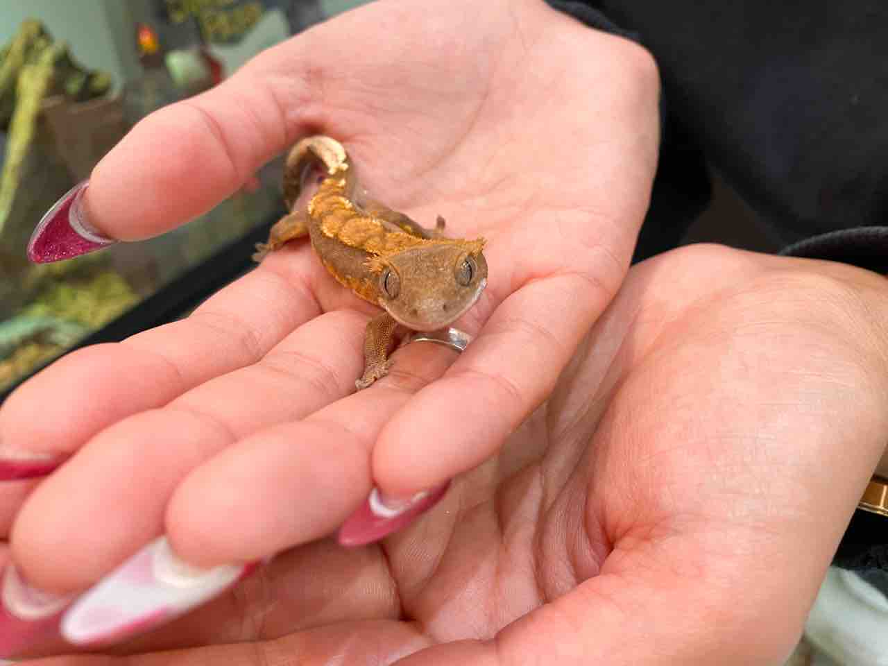 クレス棒 : LUCK UP Reptiles