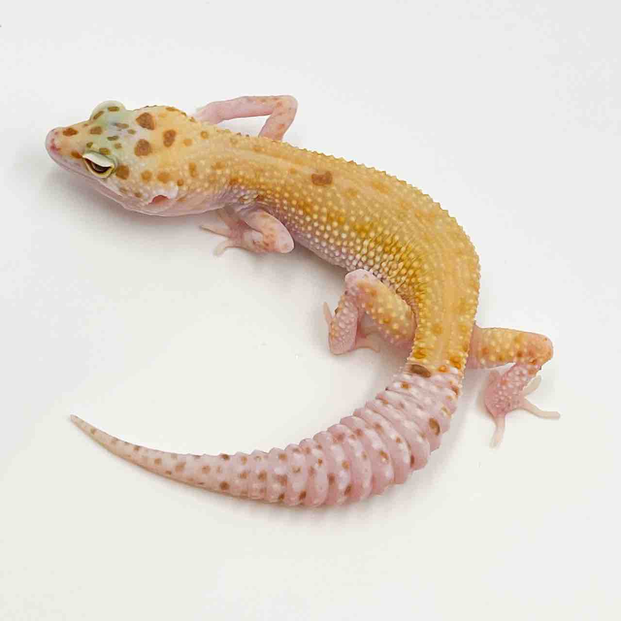 ヒョウモントカゲモドキ在庫リスト : LUCK UP Reptiles