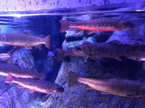 C47FD5F8-CF33-404B-A52B-F7F1C720EC78