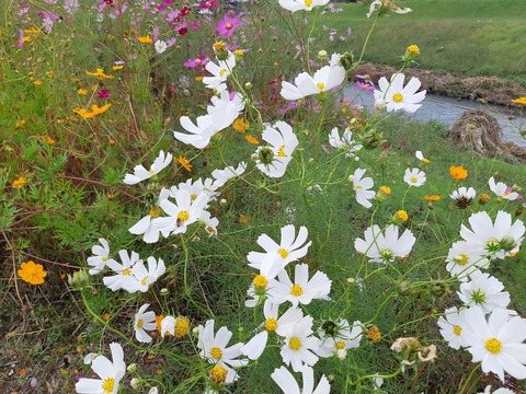 312885737_2752877268177665_611073324555442037_n