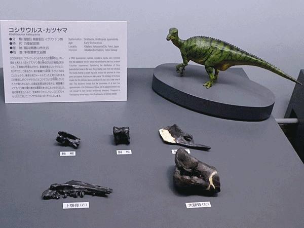 1780福井で発見された恐竜