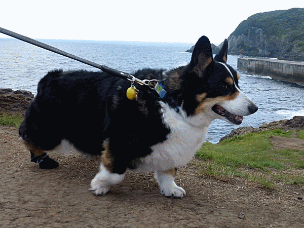 080千本鳥居の風景