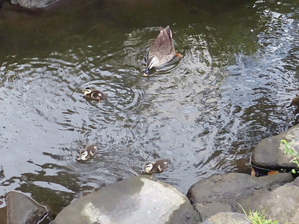 NN205子ガモ発見