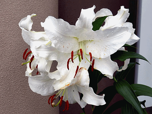 散歩コースの花 その1 ラッキーの日記と パパのカメブラ散歩 散歩コースの花 その1 ラッキーの日記と パパのカメブラ散歩