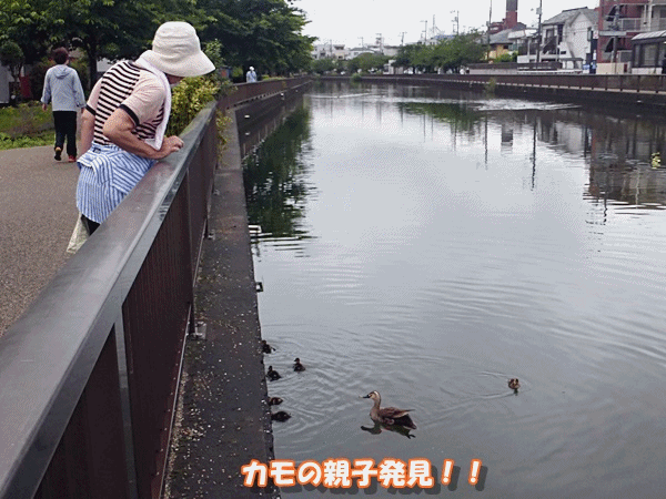 160カモ発見