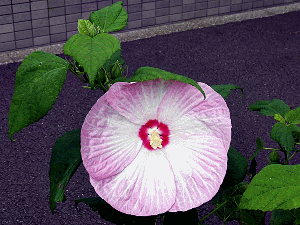 NN102大きな花 (アメリカフヨウ) (2)