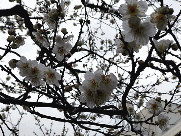 NN610湯島天神の梅園