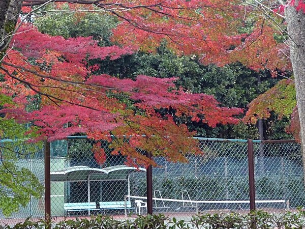 60テニスコートともみじ