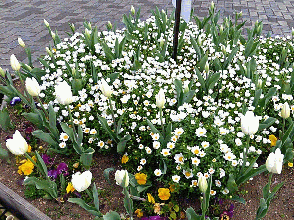 NN70花壇の花