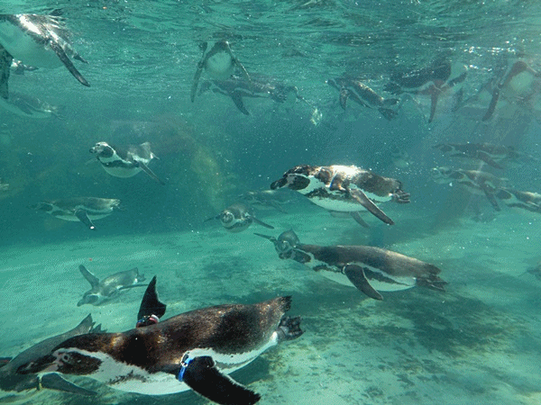 554泳ぐペンギン