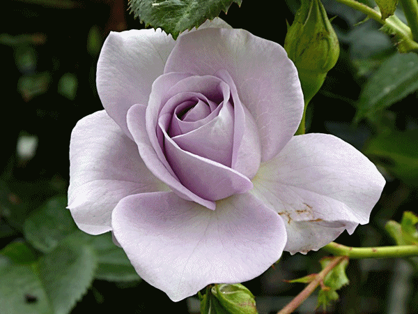 最後の春バラ ラッキーの日記と パパのカメブラ散歩