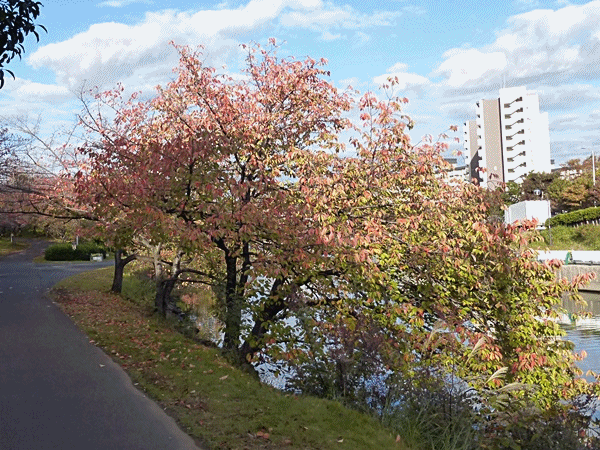 180桜の木の紅葉