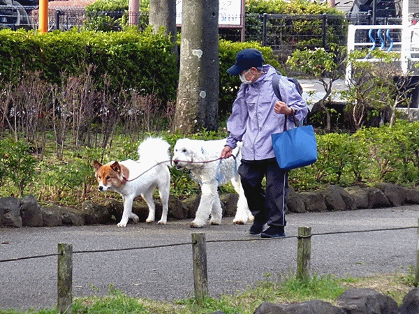3030大きなワンコ発見