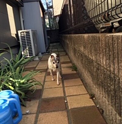 NN辻さんワンコ013