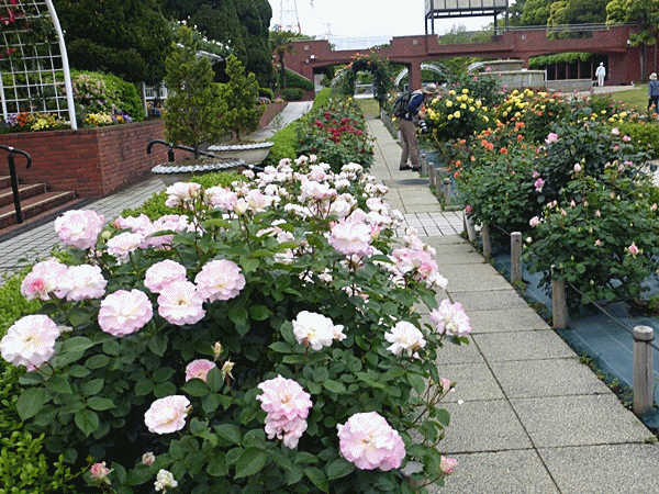 100バラが咲いた