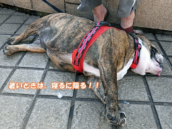 NN150なでなでおねがい