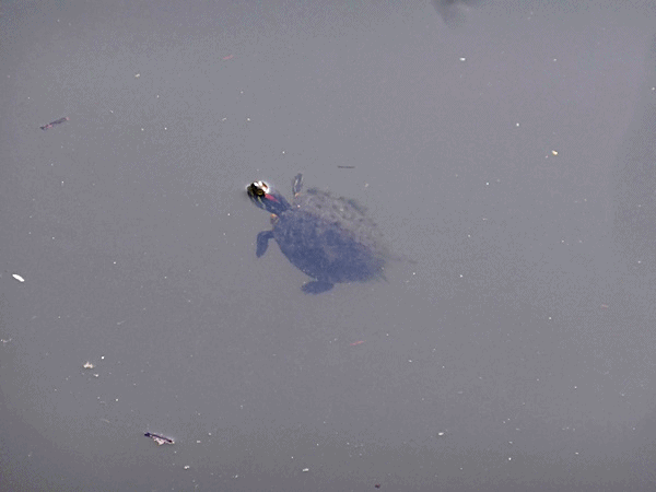 200水中の亀