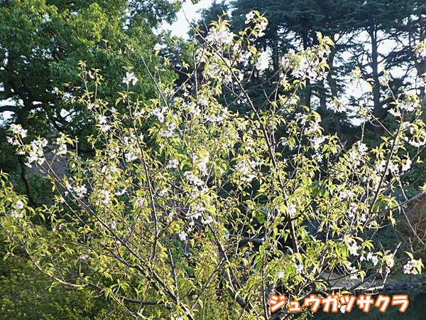 NN200ジュウガツサクラ