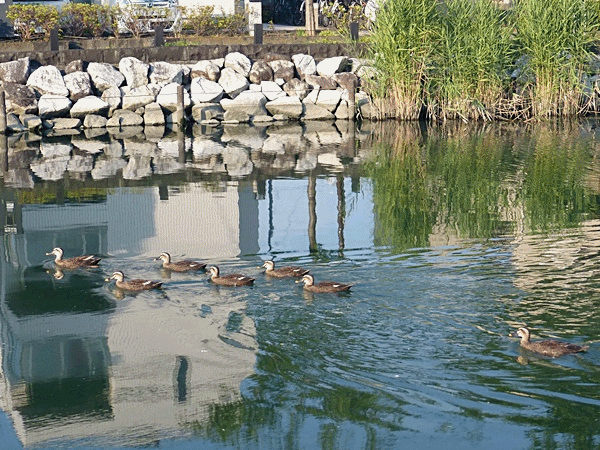 昨日のカモ