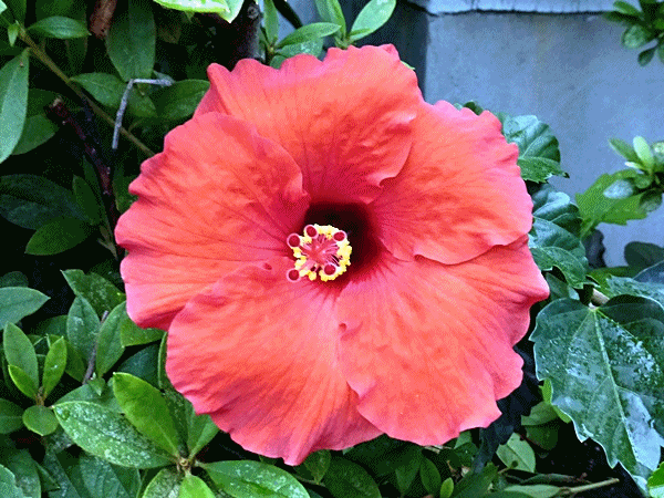 NN103大きな花 (ハイビスカス)
