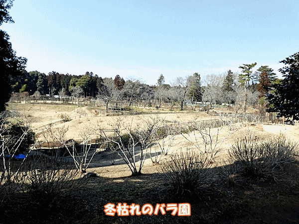 ラッキーホール   gif   