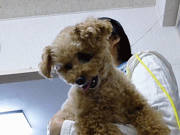 100ラッキー家のマロン