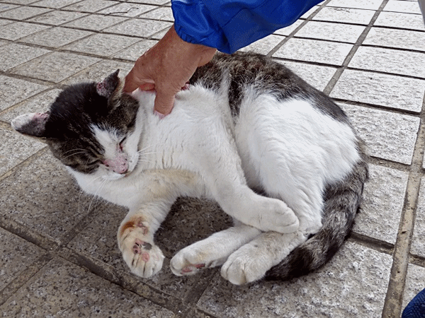 ラッキー ラッキーの日記と パパのカメブラ散歩 ラッキー ラッキーの日記と パパのカメブラ散歩