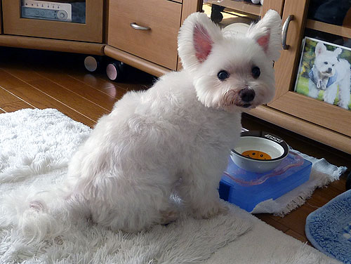 ネバーエンディング ストーリー完成 ラッキーの日記と パパのカメブラ散歩